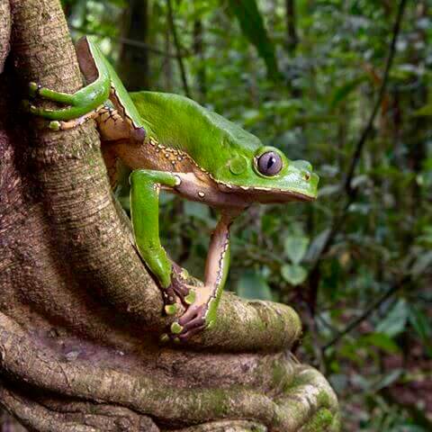 Kambo frog sitting on a tree branch.